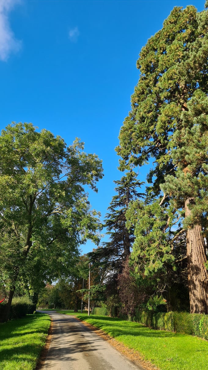 View of Helpringham North Drove, blue skies and a large tree on the side of the road